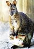 Hình ảnh Kanguru.jpg - Vườn thú Taronga