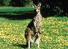 Hình ảnh Mot chu Kangaroo.jpg - Úc