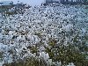Hình ảnh Băng tuyết trên đỉnh Mẫu Sơn - Núi Mẫu Sơn