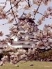 Hình ảnh Một ngôi chùa tại Nhật - Nhật Bản