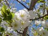 Hình ảnh Hoa đào trắng tại nhật - Nhật Bản