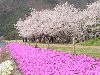 Hình ảnh Hoa anh đào nở trắng cây - Nhật Bản