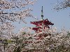 Hình ảnh Một ngôi chùa tại Nhật được bao phủ bởi hoa anh đào - Nhật Bản