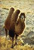 Hình ảnh Lạc đà ở xa mạc gobi - Sa mạc Gobi