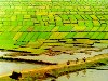Hình ảnh ruộng lúa Long An - Nhà máy bột giấy phương Nam